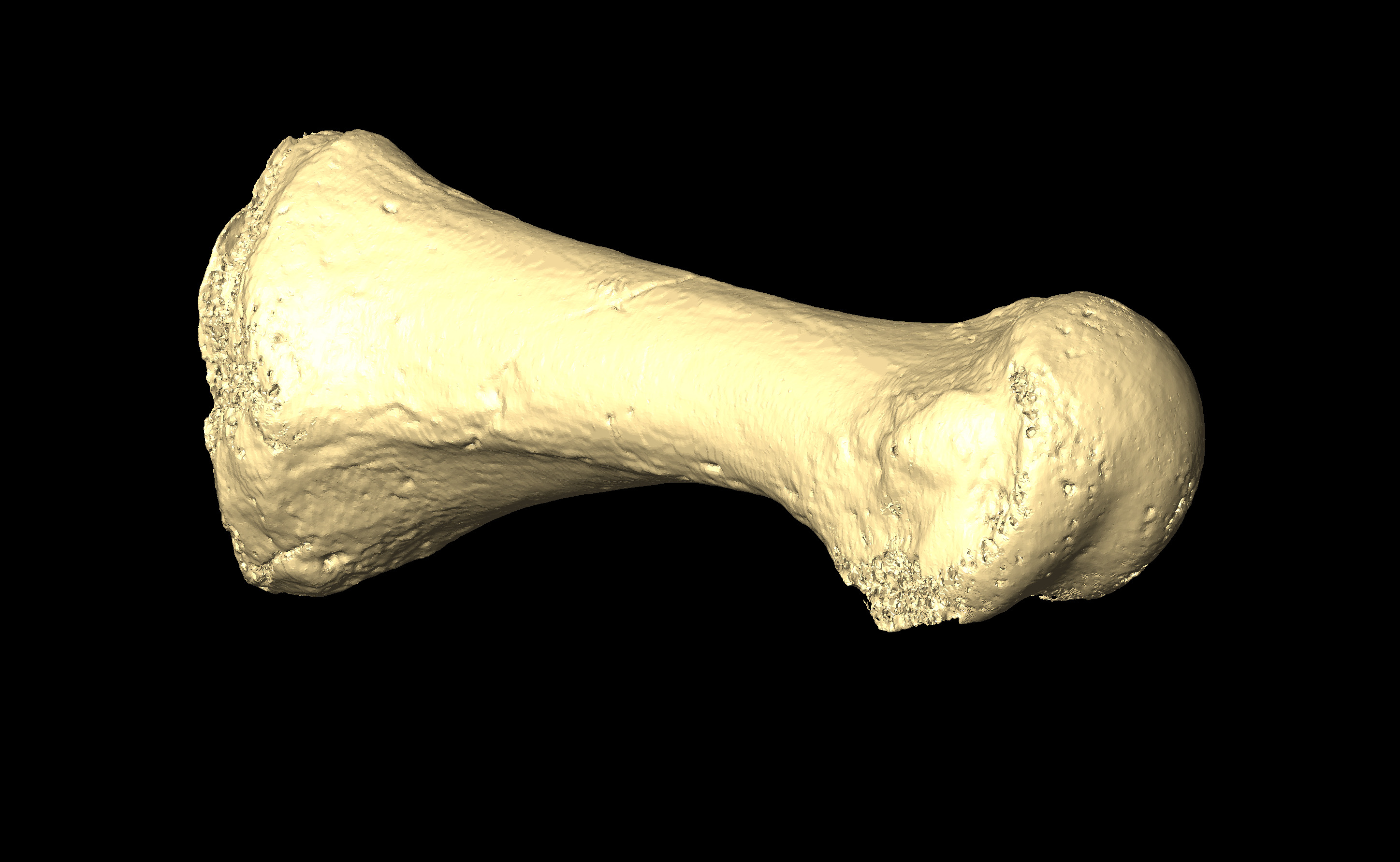 MNHN-HA-4345 Left Metatarsal 1