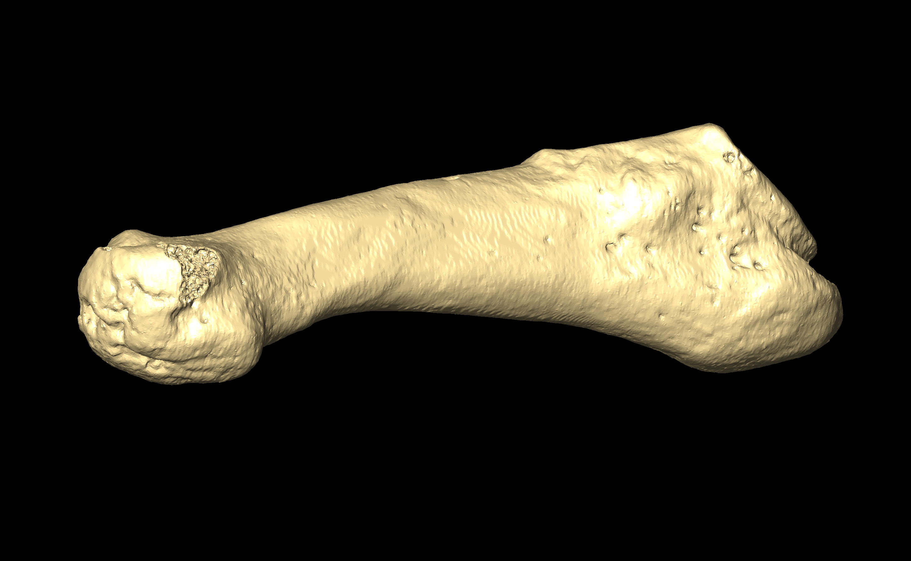 MNHN-HA-4349 Right Metatarsal 5