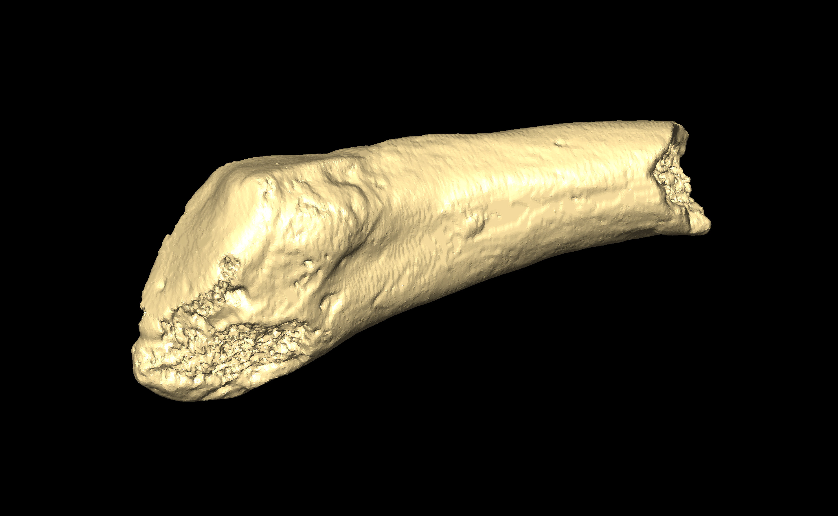 MNHN-HA-4350 Left Metatarsal 5