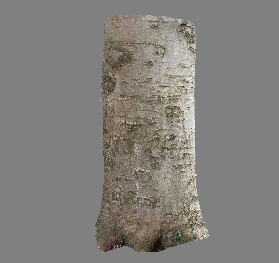 Arbre_37